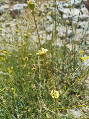 Sideritis libanotica, 2026-07-08