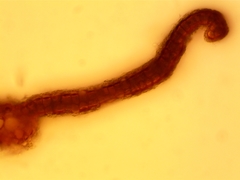 Syntrichia caninervis