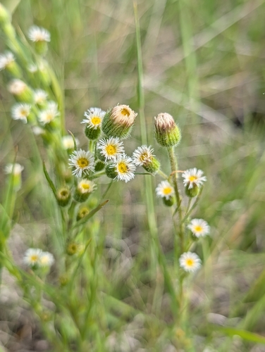 Erigeron lonchophyllus