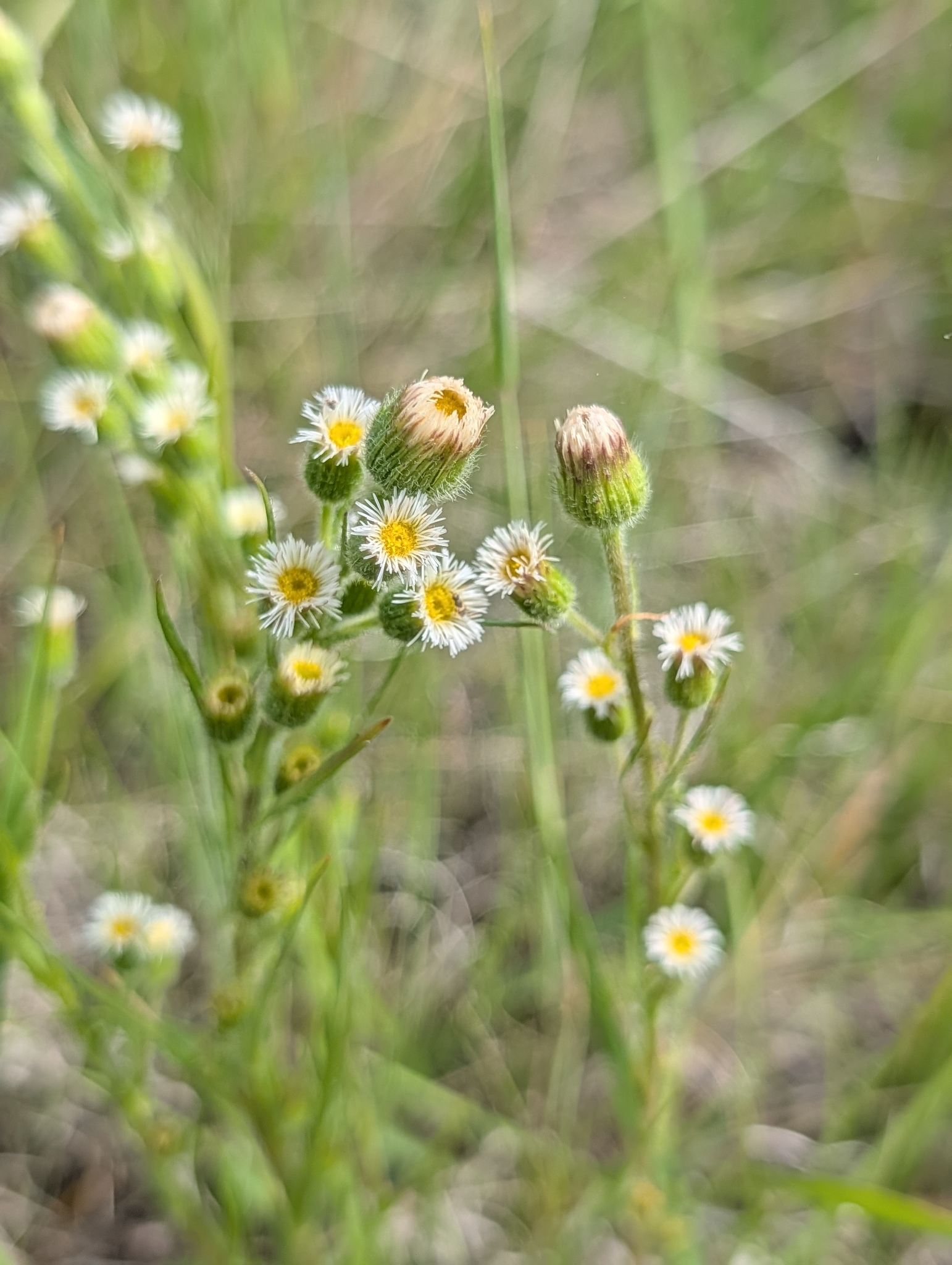 Erigeron lonchophyllus