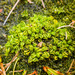Caltha dionaeifolia - Photo 由 Roy Mackenzie 所上傳的 (c) Roy Mackenzie，保留部份權利CC BY-NC
