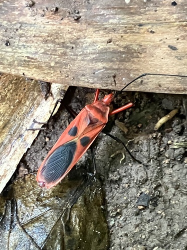 Macrocheraia grandis