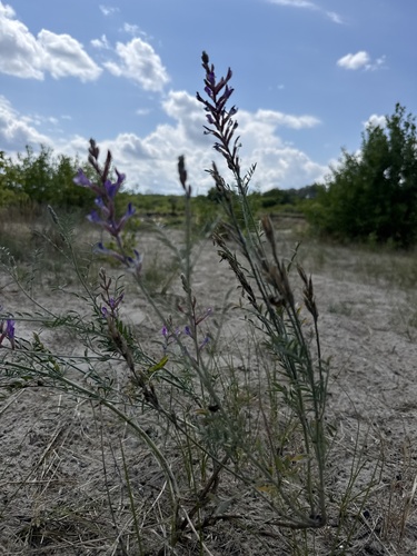 Astragalus varius, photograph 5
