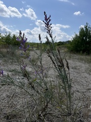 (c) Stanislav Murashkin, some rights reserved (CC BY) Astragalus varius, photograph (c) Stanislav Murashkin, some rights reserved (CC BY)