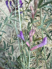 Astragalus varius, photograph (c) Stanislav Murashkin, some rights reserved (CC BY)
