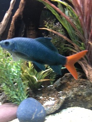 Epalzeorhynchos bicolor