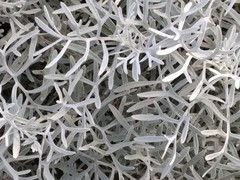 Senecio leucostachys