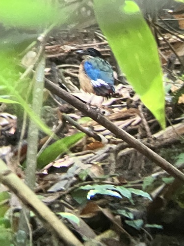 Blue-winged Pitta