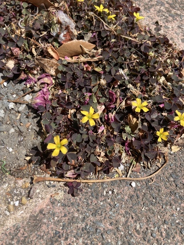 Creeping Woodsorrel