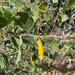Acacia humifusa