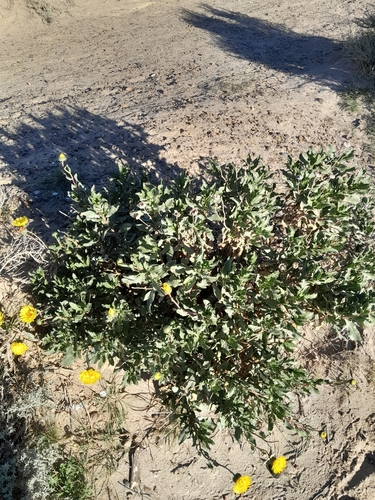 Grindelia chiloensis, photograph 1