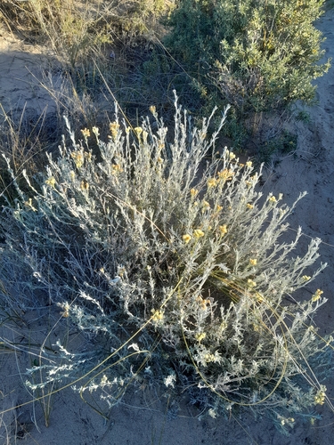 Senecio filaginoides, photograph 3