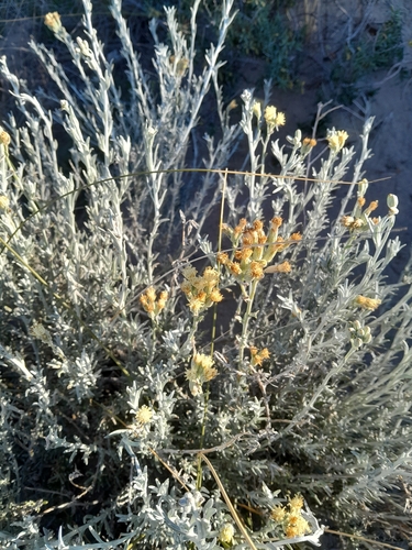 Senecio filaginoides, photograph 4