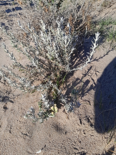 Senecio filaginoides, photograph 2
