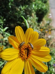 Astylus vittaticollis