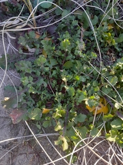 Eruca vesicaria, photograph author not stated, no rights reserved