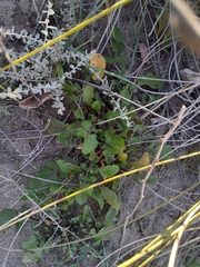 Eruca vesicaria, photograph author not stated, no rights reserved
