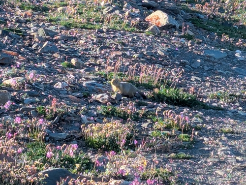 Arctic Ground Squirrel observed by wdvanhem
