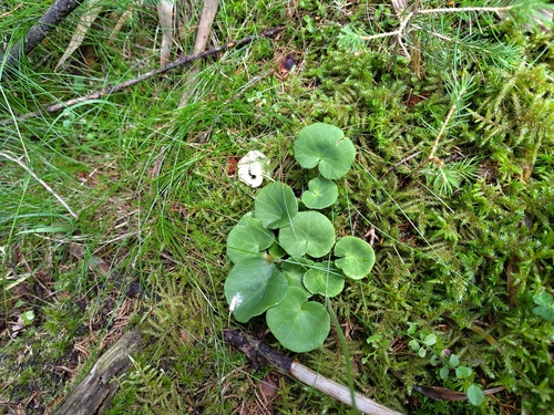 Soldanella montana, photograph 4