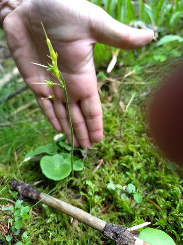 Soldanella montana, photograph 5