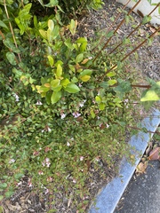 Abelia × grandiflora