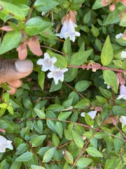 Abelia × grandiflora