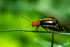 Cyclotrypema furcata