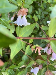 Abelia × grandiflora
