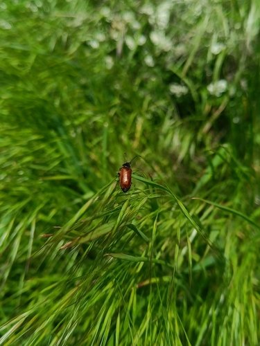 Omophlus lepturoides