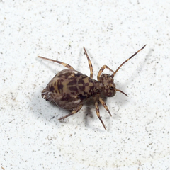 Ptenothrix renateae