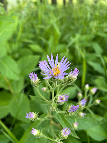Showy Aster