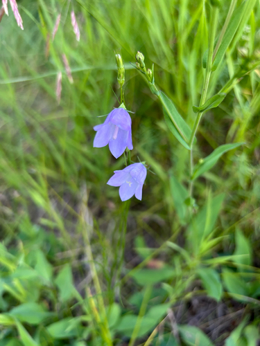 Alaskan bellflower