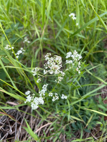 Northern Bedstraw