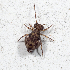 Ptenothrix renateae