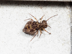 Ptenothrix renateae