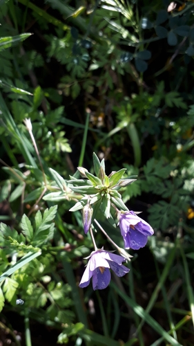 Lysimachia monelli image