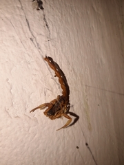 Tityus carrilloi