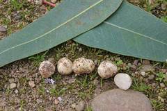 Reddellomyces donkii