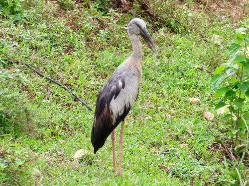Asian Openbill