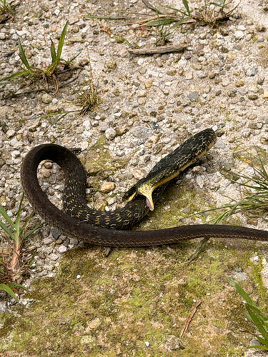 Big-eyed Bamboo Snake