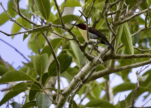 Aethopyga shelleyi observed 2026-07-03