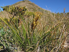 Aciphylla lyallii