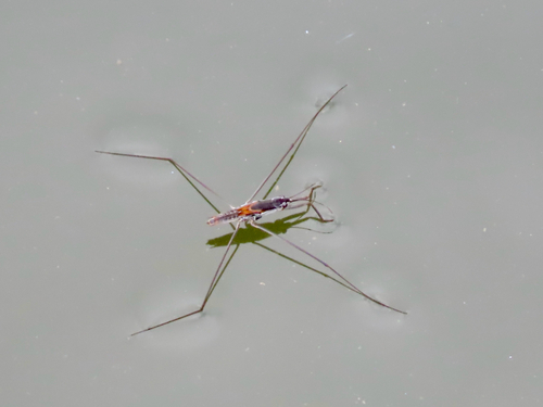 Aquarius adelaidis