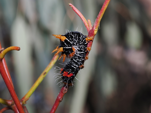 Mistletoe Moth