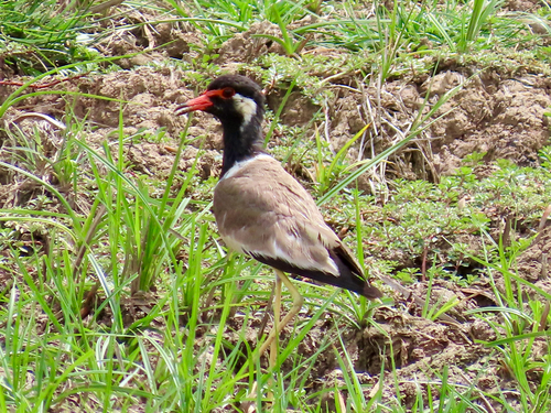 Red-wattled Lapwing