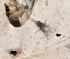 Muscoidea
