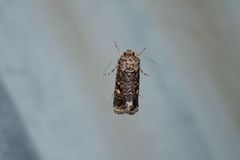 Proteuxoa marginalis