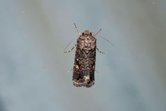 Proteuxoa marginalis