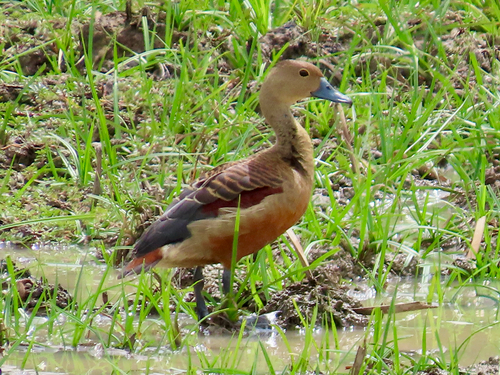 Lesser Whistling-Duck