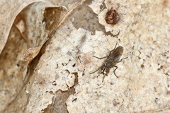 Muscoidea